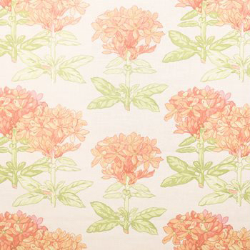 Vervain Lindsay Coral