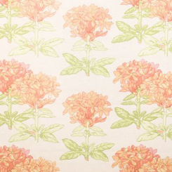 Vervain Lindsay Coral